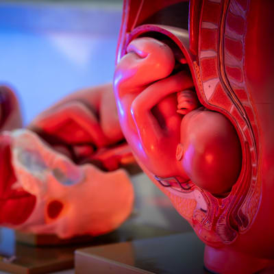 Modell av foster i livmodern