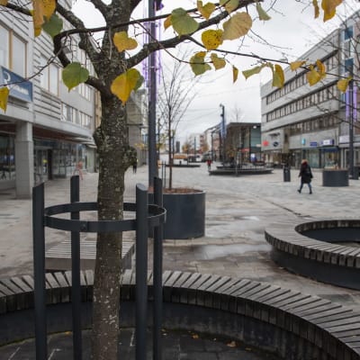 istutettuja puita kävelykadulla