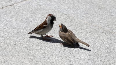 Fåglar på asfalt