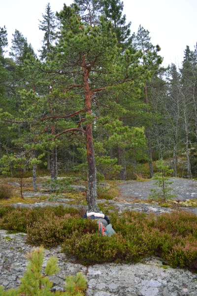 Ligger i ljungen under en tall.