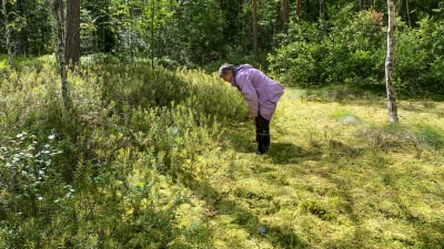 En kvinna står böjd över marken. Hon är mitt i ett öppet ställe i en skog, ett litet kärr.