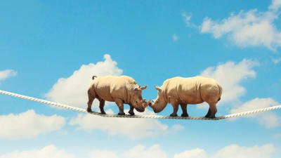 Noshörningar balanserar på ett rep
