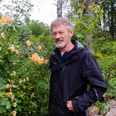 En äldre, skäggig man står bredvid ett rosenbuskage.