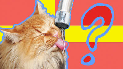 katt dricker kranvatten