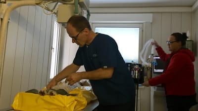 Veterinär Mikael Morelius (t v) förbereder en röntgenundersökning vid sin klinik i Sibbo.