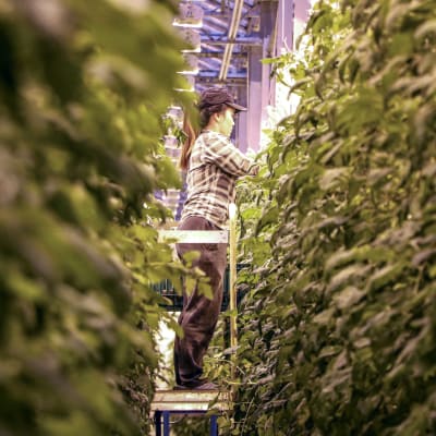 En vietnamesisk kvinna står på en stege mellan två rader av tomatplantor.