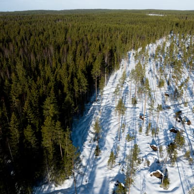 Skog, till hälften avverkad, fotograferad från luften.
