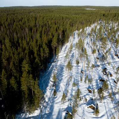 Skog, till hälften avverkad, fotograferad från luften.