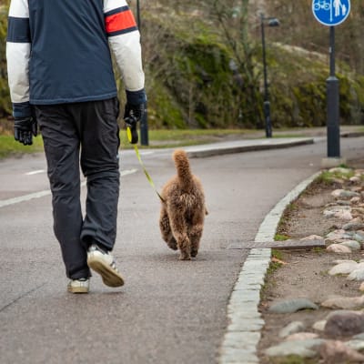 Koiran ulkoilutusta Töölönlahdella