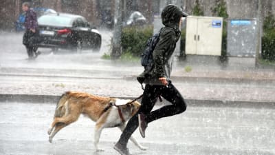 Regnet överraskade under hundpromenaden i Helsingfors den 27 juni.