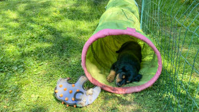 En hundvalp sover inne i en tunnel av plast.