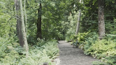 Tiheää metsää, metsässä sorakäytävä, käytävällä puistonpenkki Hörtsänän arboretumissa Orivedellä.