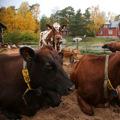lehmät makoilevat ulkotarhassa