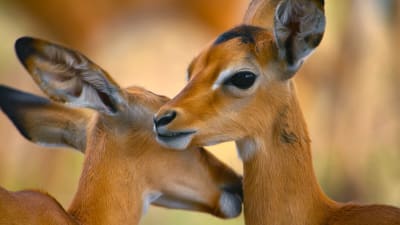 Impala-antilooppi poikasen kanssa.
