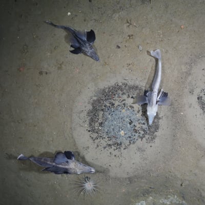 Fiskbon och isfiskar av arten neopagetopsis ionah, en abborartad fisk som hittas i Antarktis.