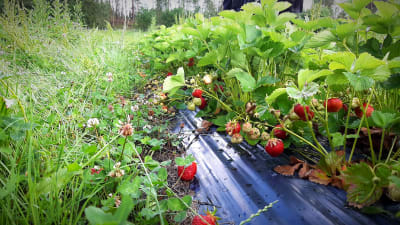 Jordgubbar växer på en stor odling på Keskylä gård i Pargas.
