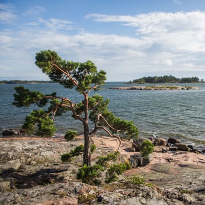 Strandklippa med utsikt över havet och kobbar. Sommar. Tallar.