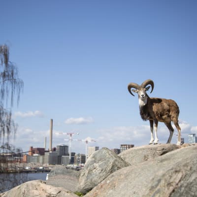 Persianlammas on Korkeasaaren uusi asukas. 