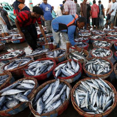 La Niña fenomenet hade positiva effekter bland annat i Indonesien där fiskefångsterna ökade till följd av La Niña 