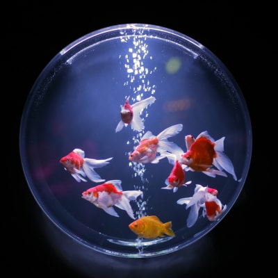 Flere guldfiskar simmar i ett akvarium