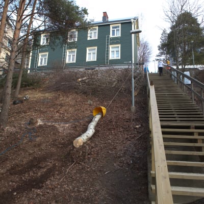 Puunrunkoa raahataan ylös rinnettä Tampereen Pispalassa