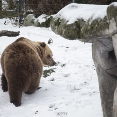 En björn går i en snöig miljö, och tittar bakom sig mot en klippa med en lite öppning. Björnen ser trött ut.