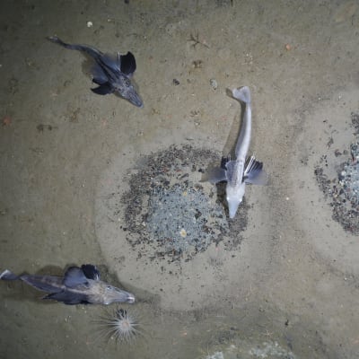 Fiskbon och isfiskar av arten neopagetopsis ionah, en abborartad fisk som hittas i Antarktis.