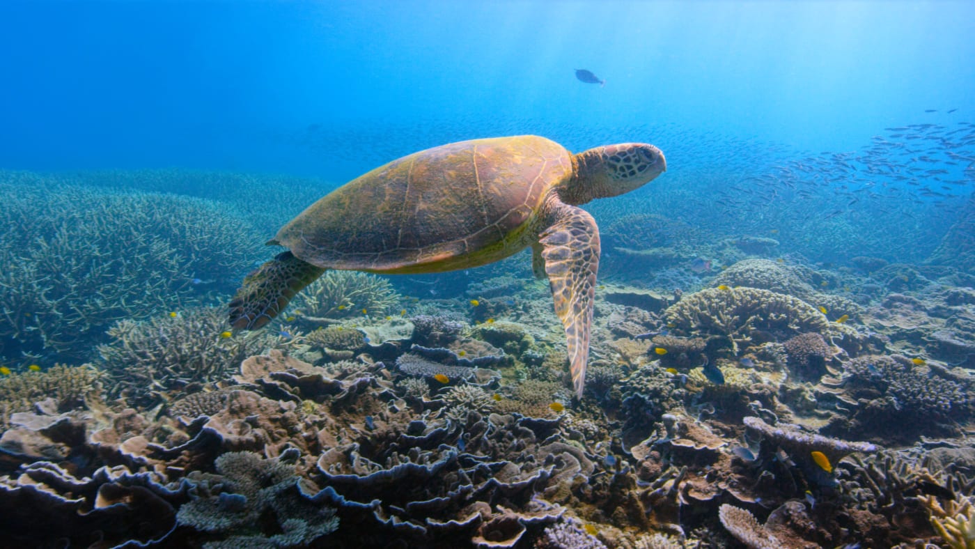 A sea turtle swimming on a coral reef.