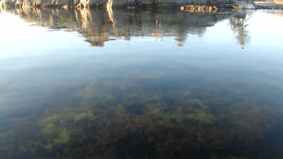 Täktbukten i Hangö håller på att växa igen på grund av sjögräset axslinga som tar över. 
