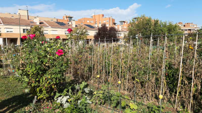 Rosor och tomater i koloniträdgård