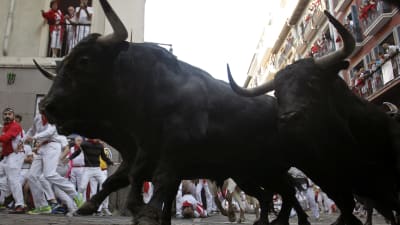 Två svarta tjurar på gatorna i Pamplona.