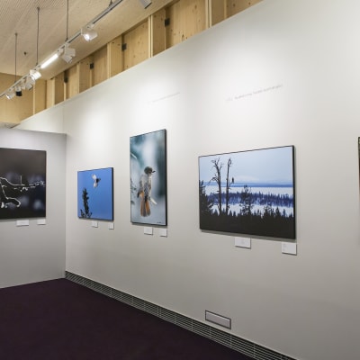 Naturfotografen Hannu Hautalas bilder ställs just nu ut i en specialutställning på Finlands naturcentrum Haltia.