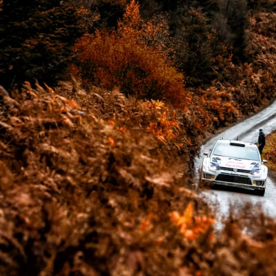 Jari-Matti Latvala kör sin Volkswagen i Wales.