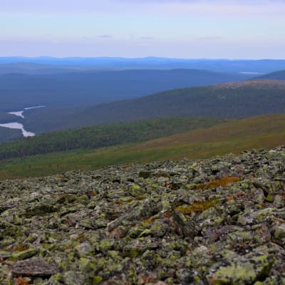 Kuvakulma on tunturin huipulta. Etualalla näkyy Morgam-Viibus-tunturin vanhaa jäkäläistä kivikkoa, taustalla kumpuilee vihreä kesäinen metsämaisema ja Lemmenjoki mutkittelee suvantoineen.