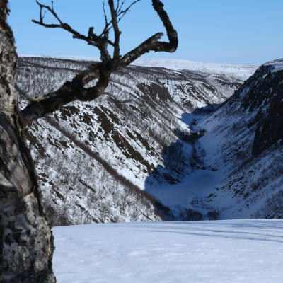 Kuva avautuu suuren kanjonrotkon reunalta talvella. Etualalla on kippurainen vaivaiskoivu ja muutaman metrin kaistale lunta, jonka jälkeen rotko putoaa. Rotkon pohjalla mutkittelee lumi, reunamat ovat graafisen paljaan. Lunta on vain siellä täällä.