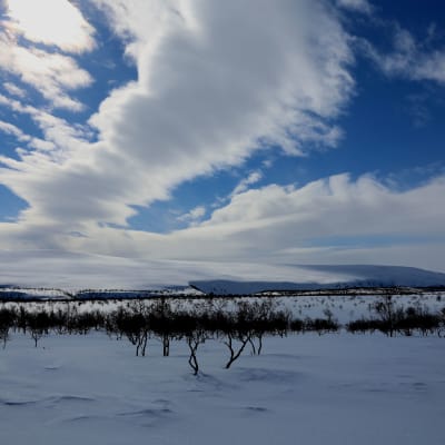 Lumisessa maisemassa pieniä kippuraisia vaivaiskoivuja. Taustalla kohoaa lumen peittämä tunturi, sinisellä taivaalla kulkee pilvivanoja, jotka luovat tunturin valkeuteen sinisen varjon.