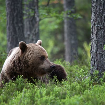 Karhu makoilee metsässä mustikanvarpujen keskellä.