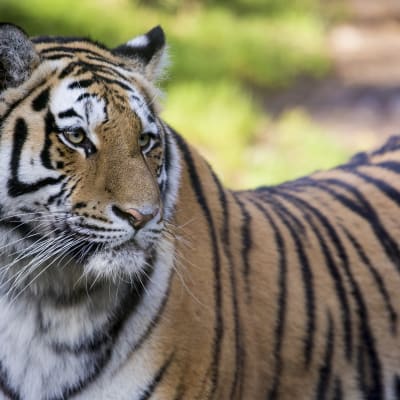 Det sibiriska tigerparet på Högholmen har fått trillingar