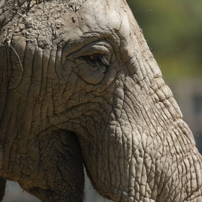 En närbild av en elefants huvud.