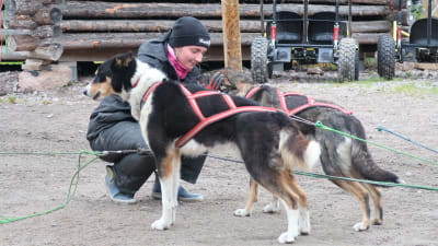 Djurskötare Emilie Nygård gör i ordning ett hundspann vid Bearhill Husky i Rovaniemi, oktober 2020.