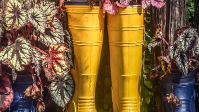 Återanvänding av färggranna gummistövlar som blomkrukor.