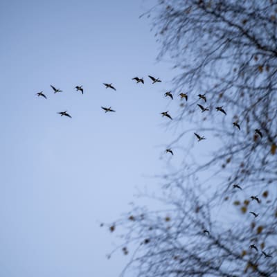 Pieni valkoposkihanhiparvi lentää pilvettömällä taivaalla. Etualalla lähes lehdetön koivu heiluu tuulessa.