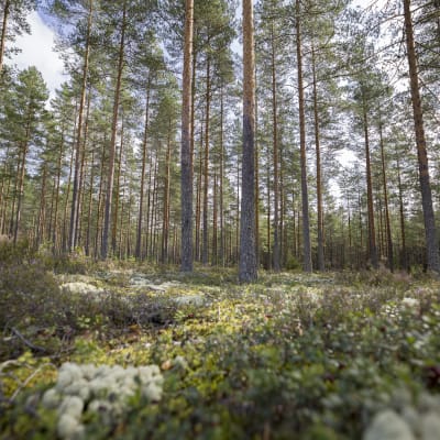 Harvaa ohutkasvuista mäntymetsää Huuhansuolla Lappeenrannassa.
