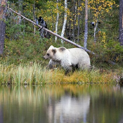 Valkoinen karhu järven rannalla. 