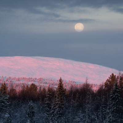 Kuu loistaa vaaleanpunaisen Yllästunturin yllä joulukuussa.