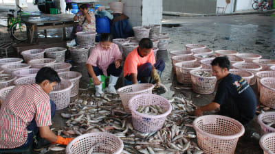 Några arbetare sitter bland korgar och rensar fisk.