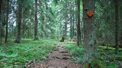 Stig i skogen.