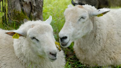 Två vita får ligger i gräset