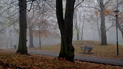 En ensam parkbänk i en dimmig park bland högra mörka träd
