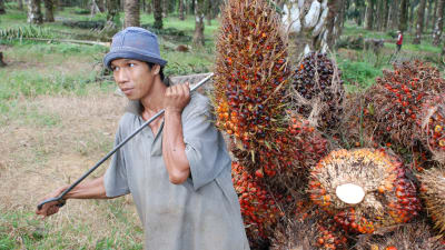 En man bär på frukten från ett oljepalmsträd.